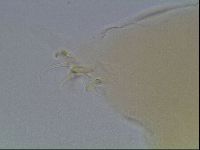 Limmenius porcellus image