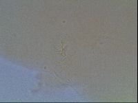 Limmenius porcellus image