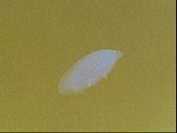 Limmenius porcellus image