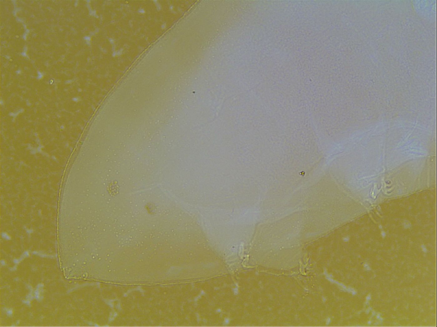 Limmenius porcellus image