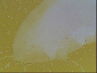 Limmenius porcellus image