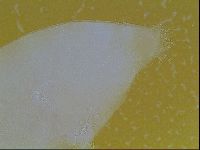 Limmenius porcellus image