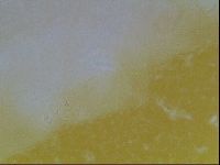 Limmenius porcellus image