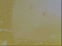 Limmenius porcellus image