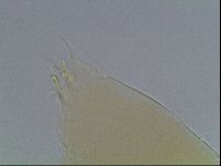 Limmenius porcellus image