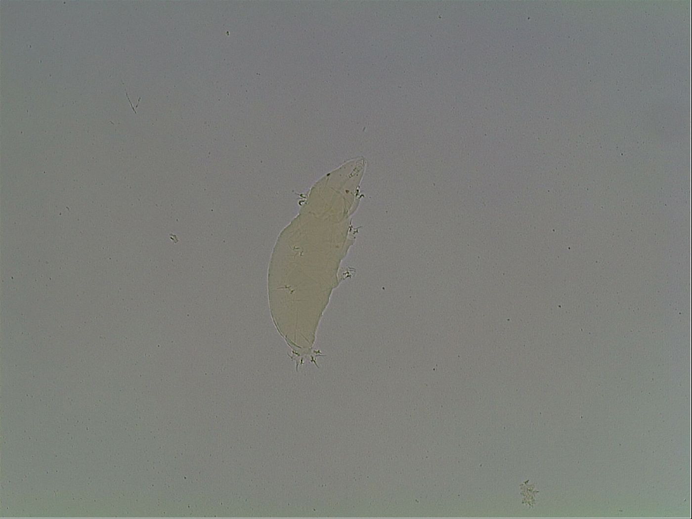 Limmenius porcellus image