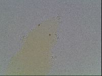 Limmenius porcellus image