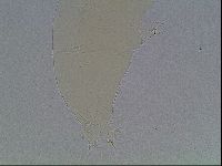 Limmenius porcellus image