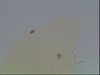 Limmenius porcellus image