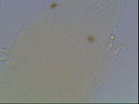 Limmenius porcellus image
