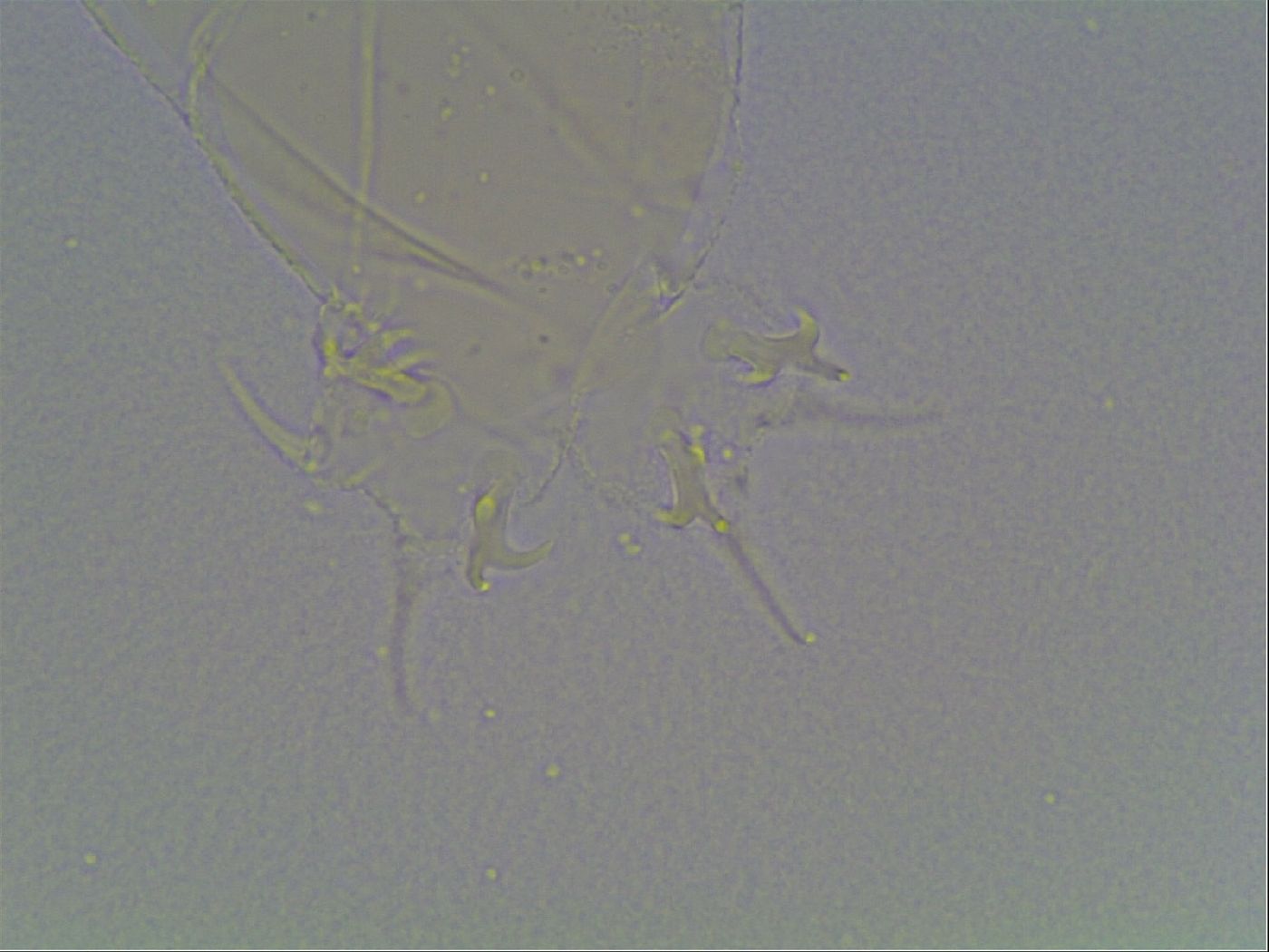 Limmenius porcellus image
