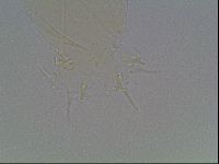 Limmenius porcellus image