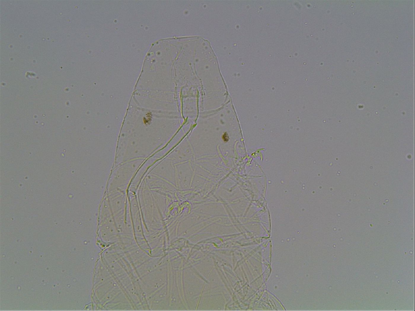 Limmenius porcellus image