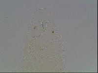 Limmenius porcellus image