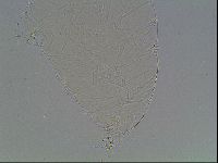 Limmenius porcellus image