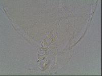 Limmenius porcellus image