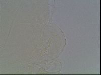 Limmenius porcellus image