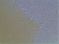 Macrobiotus anderssoni image