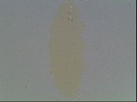 Macrobiotus anderssoni image