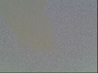Macrobiotus anderssoni image