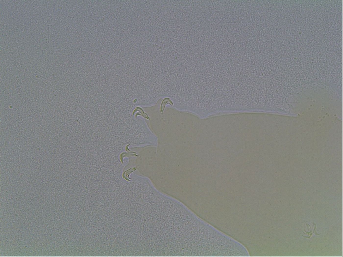 Macrobiotus anderssoni image