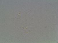Macrobiotus anderssoni image