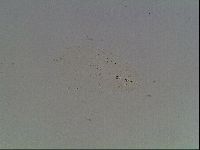 Macrobiotus anderssoni image