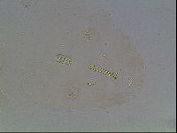 Macrobiotus anderssoni image