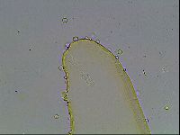 Macrobiotus anderssoni image