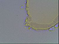 Macrobiotus anderssoni image