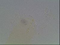 Macrobiotus anderssoni image
