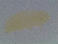 Macrobiotus anderssoni image