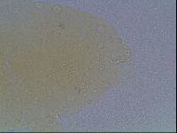 Macrobiotus anderssoni image