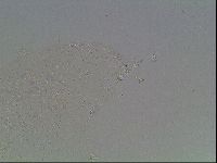 Macrobiotus anderssoni image