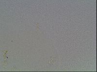 Macrobiotus anderssoni image
