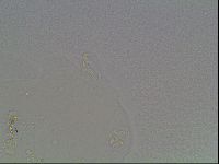 Macrobiotus anderssoni image