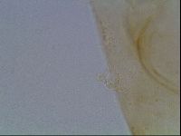 Macrobiotus anderssoni image