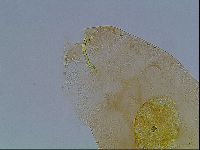 Macrobiotus anderssoni image