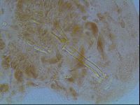 Macrobiotus anderssoni image