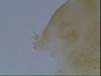 Macrobiotus anderssoni image