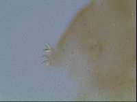 Macrobiotus anderssoni image