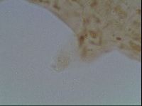 Macrobiotus anderssoni image
