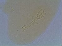 Macrobiotus anderssoni image
