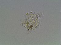 Macrobiotus anderssoni image