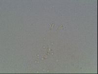 Macrobiotus anderssoni image