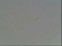 Macrobiotus anderssoni image