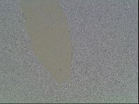 Macrobiotus anderssoni image