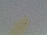 Macrobiotus anderssoni image