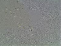 Macrobiotus anderssoni image