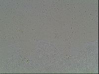 Macrobiotus anderssoni image